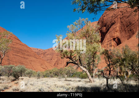 Dômes rouges de Kata Tjuta contre un ciel bleu clair Banque D'Images