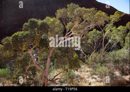 Ghost Gum contre un dôme rouge à Kata Tjuta, NT, Australie Banque D'Images