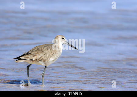 Willet (Tringa semipalmata) en quête de nourriture le long du littoral atlantique (Canaveral National Seashore) Banque D'Images