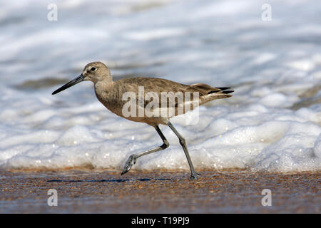 Willet (Tringa semipalmata) en quête de nourriture le long du littoral atlantique (Canaveral National Seashore) Banque D'Images