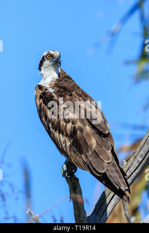 Balbuzard pêcheur (Pandion haliaetus) perché sur une branche d'arbre. Banque D'Images