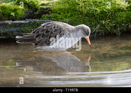 Combattant varié - Philomachus pugnax dans l'eau avec la réflexion Banque D'Images