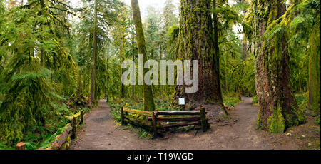 Vue panoramique de la forêt ancienne dans la région de Cathedral Grove park, rares et menacées d'un écosystème Douglas sur l'île de Vancouver en Colombie-Britannique Banque D'Images