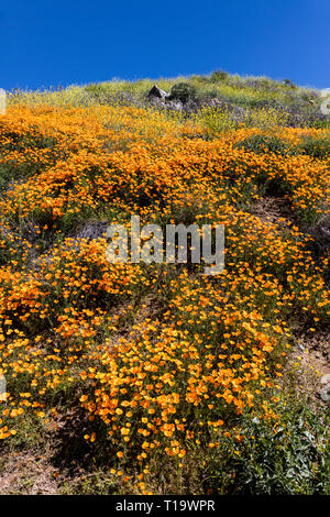 Coquelicots CALIFORINA (Eschscholzia californica) couvrent les collines lors d'un bloom super près de LAKE ELSINORE, CALIFORNIE Banque D'Images