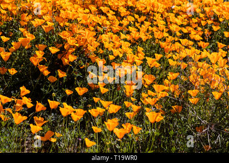 Coquelicots CALIFORINA (Eschscholzia californica) couvrent les collines lors d'un bloom super près de LAKE ELSINORE, CALIFORNIE Banque D'Images