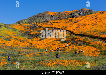 Coquelicots CALIFORINA (Eschscholzia californica) couvrent les collines lors d'un bloom super près de LAKE ELSINORE, CALIFORNIE Banque D'Images