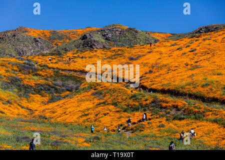 Coquelicots CALIFORINA (Eschscholzia californica) couvrent les collines lors d'un bloom super près de LAKE ELSINORE, CALIFORNIE Banque D'Images