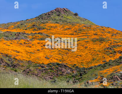 Coquelicots CALIFORINA (Eschscholzia californica) couvrent les collines lors d'un bloom super près de LAKE ELSINORE, CALIFORNIE Banque D'Images