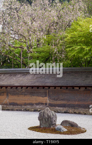 Une partie de la zen rock garden, mur en terre, et les arbres en fleurs à Ryōan-ji à Kyoto Banque D'Images