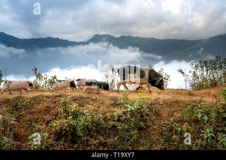 Nourrir les porcs et porcelets mère librement sur la route dans les montagnes de la province de Son La, Vietnam Banque D'Images