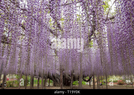 Violet soutenu structurellement wisteria 'arbre' en pleine floraison à Ashikaga Flower Park, Japon Banque D'Images