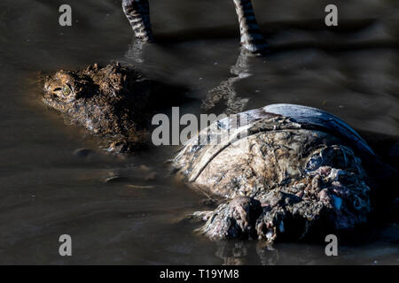 Manger Crocodile zèbre dans l'eau Cours d'eau dans le triangle de Mara Banque D'Images