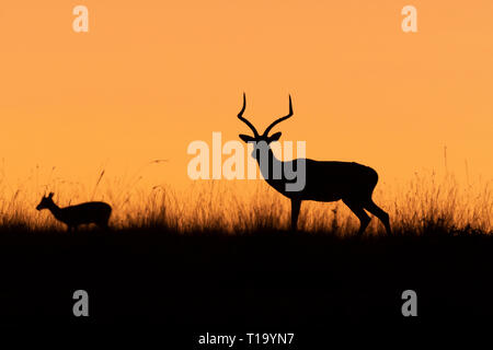 Impala la mère et l'enfant d'ossature au lever du soleil à Maasai Mara Banque D'Images