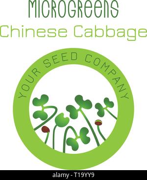 Microgreens chou chinois. La conception des emballages de semences, l'élément rond au centre. Supplément de vitamines, de nourriture vegan Illustration de Vecteur