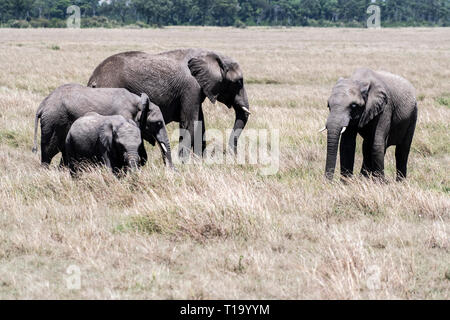 L'alimentation de la famille d'éléphants d'Afrique de l'herbe sèche en Maasai Mara Banque D'Images