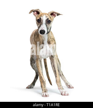 Whippet, Anglais Whippet, le dog in front of white background Banque D'Images