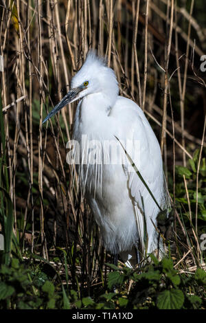 Une Aigrette garzette Egretta garzetta. Banque D'Images