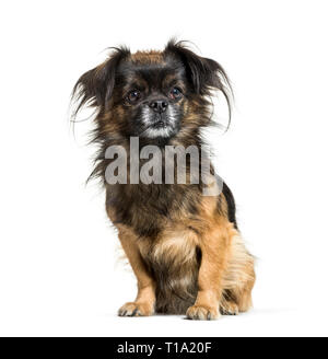 Tibetan Spaniel sitting in front of white background Banque D'Images