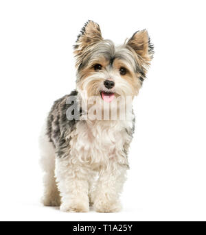 Biewer Yorkshire Terrier, 3 ans, in front of white background Banque D'Images