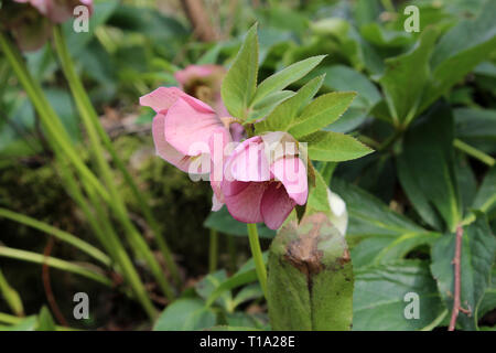 Helleborus niger. Un snow-rose ou christrose fleurit. Banque D'Images