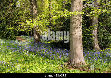 Blue Bells à Perrow Thorp Arboretum, près de Bedale Banque D'Images