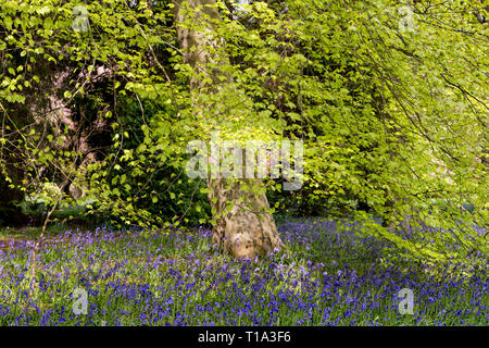 Blue Bells à Perrow Thorp Arboretum, près de Bedale Banque D'Images