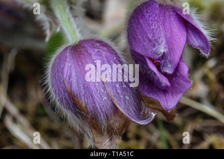 Printemps fleurs lila. Pulsatilla vulgaris plante à fleurs, anémone pulsatille commune européenne, pasqueflower. Banque D'Images