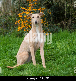 chien Lurcher Banque D'Images