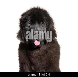 Terre-neuve, 4 mois, in front of white background Banque D'Images