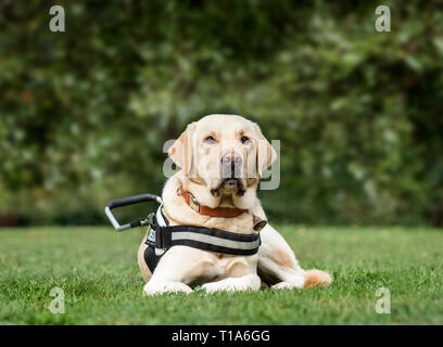 Chien-guide Labrador Retriever, 2 ans, dans la région de park Banque D'Images