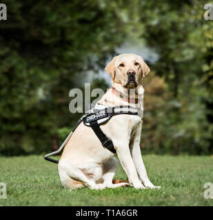 Chien-guide Labrador Retriever, 2 ans, dans la région de park Banque D'Images