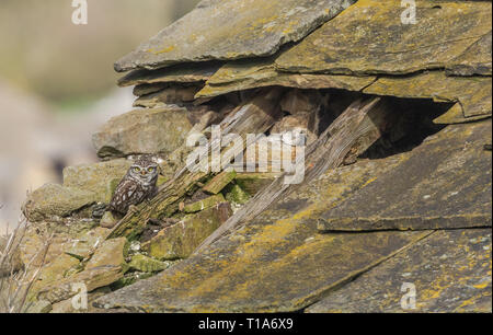 Un petit hibou perché sur la poutre dans le toit d'une grange en ruine. Banque D'Images