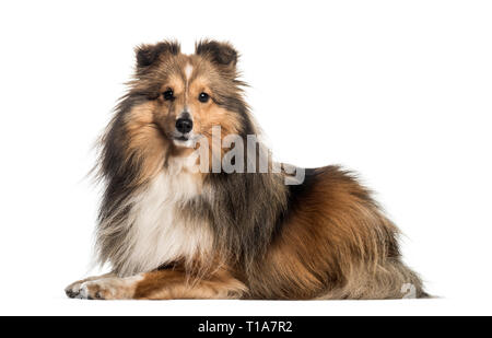 Shetland Sheepdog, 3 ans et 6 mois, le mensonge in front of white background Banque D'Images