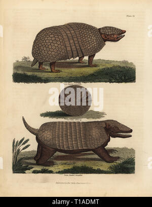 Le tatou à trois bandes brésilien, Tolypeutes tricinctus, vulnérables, et sept-banded armadillo Dasypus, septemcinctus. Three-Banded Seven-Banded, Armadillo Armadillo. Coloriée à la gravure sur cuivre de William Smellie's translation du comte Georges Buffon's Histoire de la Terre et Nature, Thomas Kelly, Londres, 1829. Banque D'Images