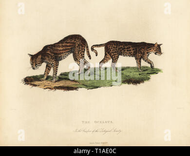 L'ocelot, Leopardus pardalis. Les Ocelots dans les jardins de la Société Zoologique. Taille-douce coloriée gravée par Russell après une illustration par Horace S. Smith, de William Smellie's translation du comte Georges Buffon's Histoire de la Terre et Nature, Thomas Kelly, Londres, 1829. Banque D'Images