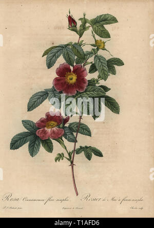 La cannelle rose, Rosa majalis. Rosa cinnamomea flore simplica, Rosier de mai un fleurs simples. Stipple gravure sur cuivre par Jean Louis Auguste Charlin coloriée à la une poupee après une illustration botanique par Pierre-Joseph Redoute de la première édition de folio Les Roses, Firmin Didot, Paris, 1817. Banque D'Images