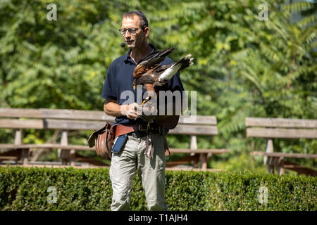 Milandes ; France - le 4 septembre 2018 ; : ; le spectacle de rapaces au Château des Milandes, un château, en Dordogne, Aquitaine, France Banque D'Images