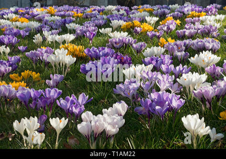 Gros plan de crocus fleurs de fleurs de pourpre et blanc crocuses au printemps Angleterre Royaume-Uni GB Grande-Bretagne Banque D'Images