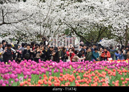 Hangzhou, Chine, Province de Zhejiang. 24Th Mar, 2019. Personnes voir des fleurs au parc Taiziwan à Hangzhou, Zhejiang Province de Chine orientale, le 24 mars 2019. Credit : Xu Hui/Xinhua/Alamy Live News Banque D'Images