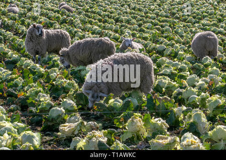 Tarleton, Lancashire. 25 mars, 2019. Les brebis gravides se gaver de chou par temps chaud. Agneaux gras, en agneau brebis 3 semaines après l'agnelage fourni avec une très bonne alimentation supplémentaire. Complétant les brebis avec l'oligo-élément iode peuvent prévenir le goitre et potentiellement mortels complications insuffisance avant l'agnelage. Crédit. /AlamyLiveNews MWI Banque D'Images