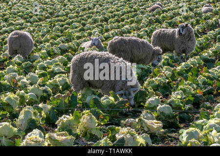 Tarleton, Lancashire. 25 mars, 2019. Les brebis gravides se gaver de chou par temps chaud. Agneaux gras, en agneau brebis 3 semaines après l'agnelage fourni avec une très bonne alimentation supplémentaire. Complétant les brebis avec l'oligo-élément iode peuvent prévenir le goitre et potentiellement mortels complications insuffisance avant l'agnelage. Crédit. /AlamyLiveNews MWI Banque D'Images