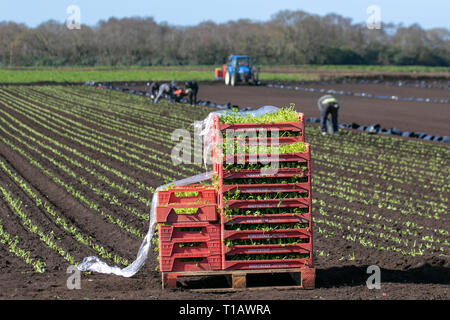 Tarleton, Lancashire. 25 mars, 2019. Météo britannique. Les semis de printemps de laitue comme ouvriers migrants de l'UE retour à 'Le Saladier' du Lancashire pour aider avec le printemps la plantation de plusieurs variétés de plants. Ces premières cultures seront probablement puis sont recouverts de molleton agricole depuis une semaine ou deux pour protéger contre le gel. Crédit. /AlamyLiveNews MediaWorldImages Banque D'Images