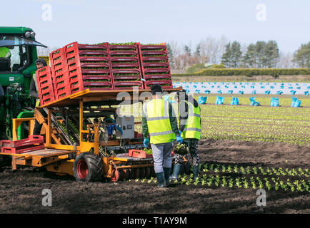 Rufford, Lancashire. 25 mars, 2019. Météo britannique. Les semis de printemps de laitue comme ouvriers migrants de l'UE retour à 'Le Saladier' du Lancashire pour aider avec le printemps la plantation de plusieurs variétés de plants. Le tracteur conduit automatique le semoir est suivi par les travailleurs qui vivent à zéro toutes les plantes. Ces premières cultures de laitue petit bijou devrait ensuite être couverts en molleton agricole depuis une semaine ou deux pour protéger contre le gel. /AlamyLiveNews MediaWorldImages Crédit : Banque D'Images