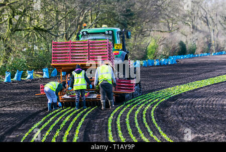 Rufford, Lancashire. 25 mars 2019. Météo Royaume-Uni. Les semis de printemps de la laitue en tant que travailleurs migrants de l'UE retournent au « Salad Bowl » du Lancashire pour aider à la plantation printanière de diverses variétés de semis de salade. Le semoir à entraînement automatique par tracteur est suivi par les travailleurs qui réinitialisent les plantes en voie. Ces premières cultures de petite laitue Gem seront probablement ensuite couvertes en polaire agricole pendant une semaine environ pour se protéger contre le gel. Crédit : MediaWorldImages/AlamyLiveNews Banque D'Images