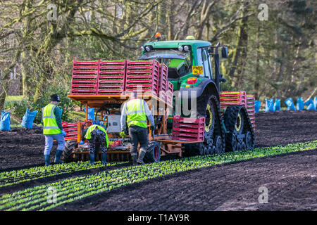 Rufford, Lancashire. 25 mars, 2019. Météo britannique. Les semis de printemps de laitue comme ouvriers migrants de l'UE retour à 'Le Saladier' du Lancashire pour aider avec le printemps la plantation de plusieurs variétés de plants. Le tracteur conduit automatique le semoir est suivi par les travailleurs qui vivent à zéro toutes les plantes. Ces premières cultures de laitue petit bijou devrait ensuite être couverts en molleton agricole depuis une semaine ou deux pour protéger contre le gel. /AlamyLiveNews MediaWorldImages Crédit : Banque D'Images