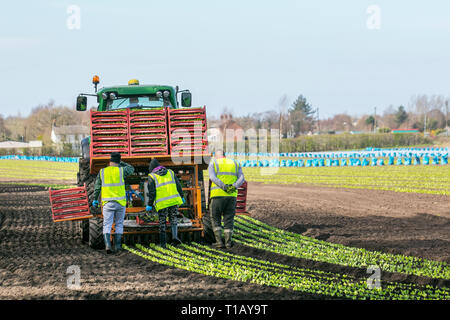 Rufford, Lancashire. 25 mars, 2019. Météo britannique. Les semis de printemps de laitue comme ouvriers migrants de l'UE retour à 'Le Saladier' du Lancashire pour aider avec le printemps la plantation de plusieurs variétés de plants. Le tracteur conduit automatique le semoir est suivi par les travailleurs qui vivent à zéro toutes les plantes. Ces premières cultures de laitue petit bijou devrait ensuite être couverts en molleton agricole depuis une semaine ou deux pour protéger contre le gel. /AlamyLiveNews MediaWorldImages Crédit : Banque D'Images