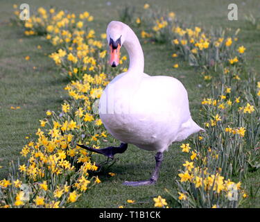 Glasgow, Écosse, Royaume-Uni, le 25 mars, 2019, UK Weather:Beau temps commence à apparaître avec la promesse d'un panache d'Afrique a vu jouer parmi les cygnes printemps jonquilles en Knightswood park. Gerard crédit Ferry/Alamy Live News Banque D'Images