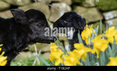 , Cumbria (Royaume-Uni). 25 Mar 2019. Daisy Duke l'agneau animal avec son pal, Minnie, le petit veau Aberdeen Angus, le soleil brille, dans parmi les daffodills. Minnie est née au cours du week-end dans la région de Cumbria. Elle est trop petite pour rester sur sa mère, qui ne pèse que 15kg et l'article 23pouces de haut, il en est de vivre avec l'animal de ferme agneaux ! Un veau Angus normal pèse environ 45kg à la naissance Crédit : Wayne HUTCHINSON/Alamy Live News Banque D'Images