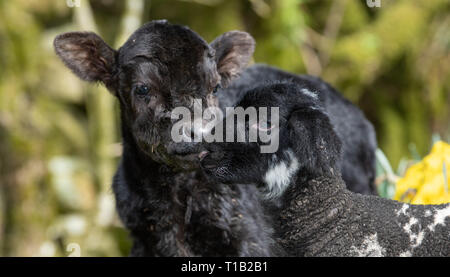 , Cumbria (Royaume-Uni). 25 Mar 2019. Daisy Duke l'agneau animal avec son pal, Minnie, le petit veau Aberdeen Angus, le soleil brille, dans parmi les daffodills. Minnie est née au cours du week-end dans la région de Cumbria. Elle est trop petite pour rester sur sa mère, qui ne pèse que 15kg et l'article 23pouces de haut, il en est de vivre avec l'animal de ferme agneaux ! Un veau Angus normal pèse environ 45kg à la naissance Crédit : Wayne HUTCHINSON/Alamy Live News Banque D'Images