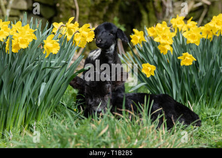 , Cumbria (Royaume-Uni). 25 Mar 2019. Daisy Duke l'agneau animal avec son pal, Minnie, le petit veau Aberdeen Angus, le soleil brille, dans parmi les daffodills. Minnie est née au cours du week-end dans la région de Cumbria. Elle est trop petite pour rester sur sa mère, qui ne pèse que 15kg et l'article 23pouces de haut, il en est de vivre avec l'animal de ferme agneaux ! Un veau Angus normal pèse environ 45kg à la naissance Crédit : Wayne HUTCHINSON/Alamy Live News Banque D'Images